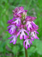 Orchis x angusticruris Franch. ex Humn.