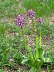 Orchis x angusticruris Franch. ex Humn.