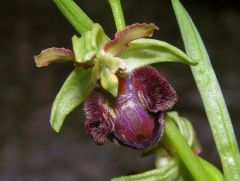 Ophrys sphegodes Miller x Ophrys bombyliflora Link