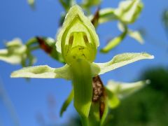 Platanthera algeriensis Batt. & Trab.