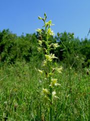 Platanthera algeriensis Batt. & Trab. 