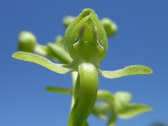 Platanthera algeriensis Batt. & Trab. 