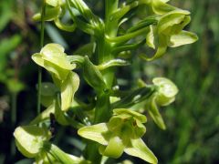 Platanthera algeriensis Batt. & Trab.