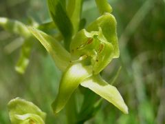 Platanthera algeriensis Batt. & Trab. 