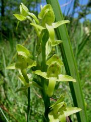 Platanthera algeriensis Batt. & Trab.