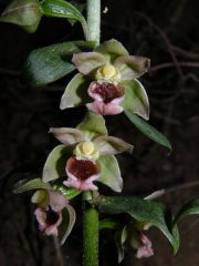 Epipactis helleborine (L.) Crantz subsp. tremolsii (Pau) E.K