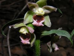 Epipactis helleborine (L.) Crantz subsp. tremolsii (Pau) E.K