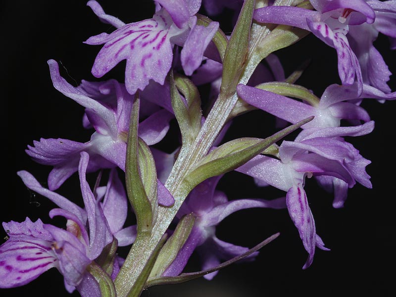 Dactylorhiza maculata (L.) subsp. saccifera(Br.) Dik.