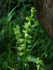 Herminium monorchis (L.) R.Brown