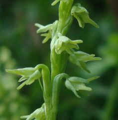 Herminium monorchis (L.) R.Brown