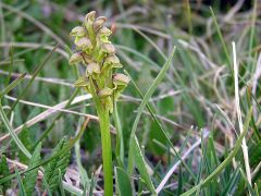 Chamorchis alpina (L.) Rich.