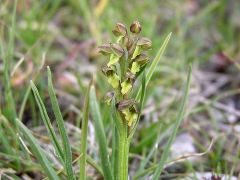 Chamorchis alpina (L.) Rich.