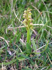 Chamorchis alpina (L.) Rich.