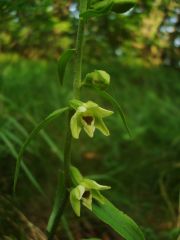 Epipactis muelleri Godfery