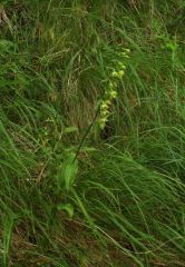  Epipactis muelleri Godfery