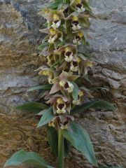 Epipactis helleborine (L.) Crantz subsp. tremolsii (Pau) E.K