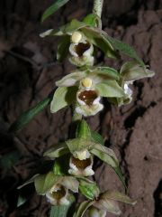 Epipactis helleborine (L.) Crantz subsp. tremolsii (Pau) E.K