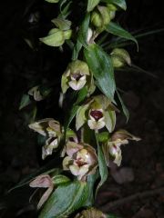 Epipactis helleborine (L.) Crantz subsp. tremolsii (Pau) E.K