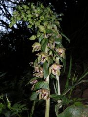 Epipactis helleborine (L.) Crantz subsp. tremolsii (Pau) E.K