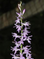 Dactylorhiza maculata (L.) subsp. saccifera(Br.) Dik. 