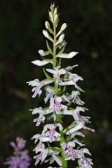 Dactylorhiza maculata (L.) subsp. saccifera(Br.) Dik. 