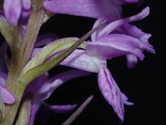  Dactylorhiza maculata (L.) subsp. saccifera(Br.) Dik.