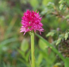 Nigritella rubra subsp. rubra (Wettst.) K. Richt.