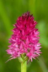 Nigritella rubra subsp. rubra (Wettst.) K. Richt.