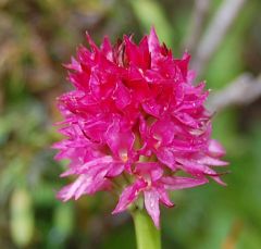 Nigritella rubra subsp. rubra (Wettst.) K. Richt.