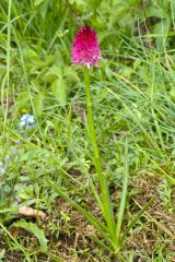 Nigritella rubra subsp. rubra (Wettst.) K. Richt.