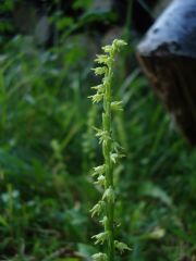 Herminium monorchis (L.) R.Brown