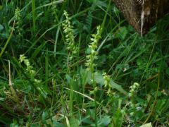 Herminium monorchis (L.) R.Brown