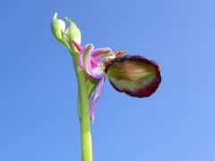 Ophrys bertolonii subsp. benacensis (Reisigl) P. Delforge