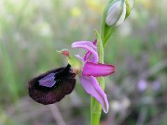 Ophrys bertolonii subsp. benacensis (Reisigl) P. Delforge