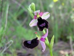 Ophrys bertolonii subsp. benacensis (Reisigl) P. Delforge