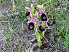 Ophrys bertolonii subsp. benacensis (Reisigl) P. Delforge