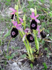 Ophrys bertolonii subsp. benacensis (Reisigl) P. Delforge