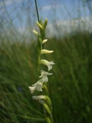 Spiranthes aestivalis (Poir.) Rich.