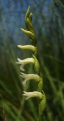 Spiranthes aestivalis (Poir.) Rich.