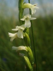 Spiranthes aestivalis (Poir.) Rich.