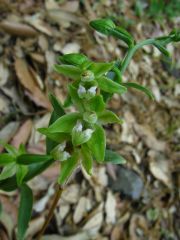 Epipactis persica (Soò) Nannf. subsp. gracilis (B. Baumann &
