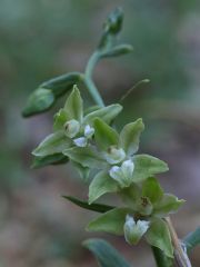 Epipactis persica subsp. gracilis (B. Baumann & H. Baumann) W. Rossi