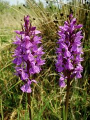 Dactylorhiza traunsteineri (Saut. ex Rchb.) Soò