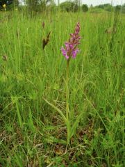 Dactylorhiza traunsteineri (Saut. ex Rchb.) Soò