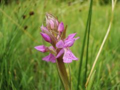 Dactylorhiza traunsteineri (Saut. ex Rchb.) Soò