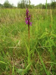 Dactylorhiza traunsteineri (Saut. ex Rchb.) Soò