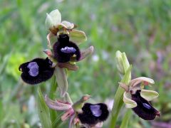 Ophrys bertolonii subsp. bertoloniiformis (O. Danesch & E. Danesch) H. Sund.