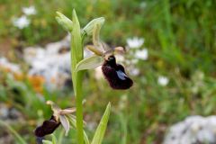 Ophrys bertolonii subsp. bertoloniiformis (O. Danesch & E. Danesch) H. Sund.