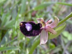 Ophrys bertolonii subsp. bertoloniiformis (O. Danesch & E. Danesch) H. Sund.