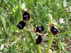 Ophrys bertolonii subsp. bertoloniiformis (O. Danesch & E. Danesch) H. Sund.